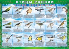 Комплект таблиц "Птицы России (4 листа)" (100х140 сантиметров, винил) - fgospostavki.ru - Балахна