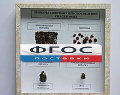 Коллекция энтомологическая "Примеры защитных приспособлений у насекомых" - fgospostavki.ru - Балахна
