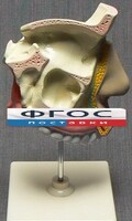 Модель "Разрез носоглотки" - fgospostavki.ru - Балахна