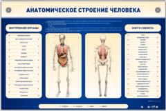Электрифицированный стенд-тренажер c макетом скелета "Анатомическое строение человека" - fgospostavki.ru - Балахна