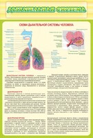 Стенд "Дыхательная система" - fgospostavki.ru - Балахна