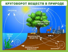 Стенд "Круговорот веществ" - fgospostavki.ru - Балахна
