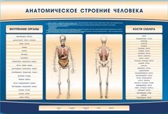 Электрифицированный стенд-тренажер c макетом скелета "Анатомическое строение человека" - fgospostavki.ru - Балахна