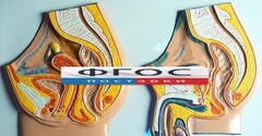 Модель барельефная "Таз мужской и таз женский" - fgospostavki.ru - Балахна