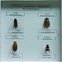 Коллекция энтомологическая "Представители отряда насекомых" - fgospostavki.ru - Балахна