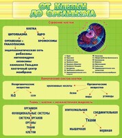 Стенд "От клетки до организма" - fgospostavki.ru - Балахна