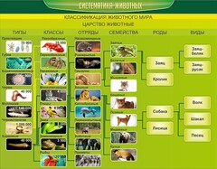 Стенд "Систематика животных" - fgospostavki.ru - Балахна