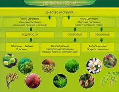 Стенд "Систематика растений" - fgospostavki.ru - Балахна