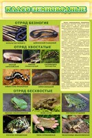 Стенд "Класс земноводные" - fgospostavki.ru - Балахна