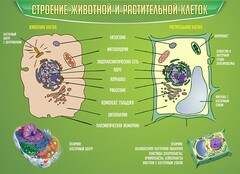 Стенд "Строение животной и растительной клеток" - fgospostavki.ru - Балахна