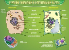  Биология - fgospostavki.ru - Балахна