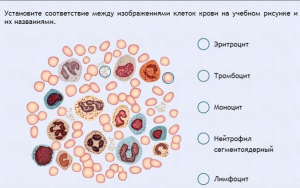 Интерактивные курсы. Биология 11 класс. Расширенный. - fgospostavki.ru - Балахна