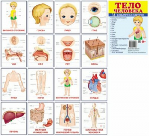 Раздаточные карточки "Тело человека" - fgospostavki.ru - Балахна