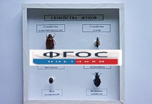 Коллекция "Семейство жуков" - fgospostavki.ru - Балахна