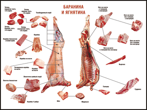 Таблица "Правила разделки мясных туш. Баранина и ягнятина" (100х140 сантиметров, винил) - fgospostavki.ru - Балахна