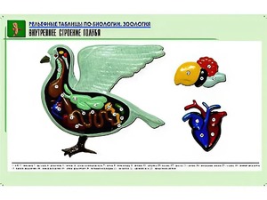 Рельефная таблица "Внутреннее строение голубя" (формат А1, матовое ламинирование) - fgospostavki.ru - Балахна
