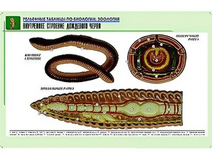 Рельефная таблица "Внутреннее строение дождевого червя" (формат А1, матовое ламинирование) - fgospostavki.ru - Балахна