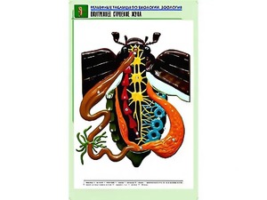 Рельефная таблица "Внутреннее строение жука" (формат А1, матовое ламинирование) - fgospostavki.ru - Балахна