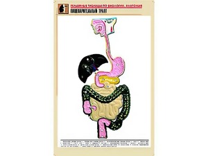 Рельефная таблица "Пищеварительный тракт" (формат А1, матовое ламинирование) - fgospostavki.ru - Балахна