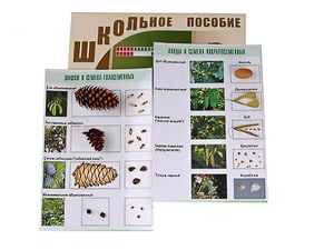 Коллекция "Шишки, плоды, семена деревьев и кустарников" - fgospostavki.ru - Балахна
