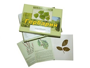 Гербарий "Дикорастущие растения" (30 видов, с иллюстрациями) - fgospostavki.ru - Балахна