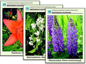 Гербарий фотографический "Основные группы растений" - fgospostavki.ru - Балахна