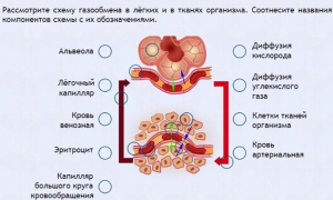 Интерактивные курсы. Биология 9 класс. Расширенный. - fgospostavki.ru - Балахна