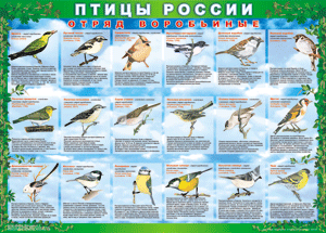 Комплект таблиц "Птицы России (4 листа)" (100х140 сантиметров, винил) - fgospostavki.ru - Балахна