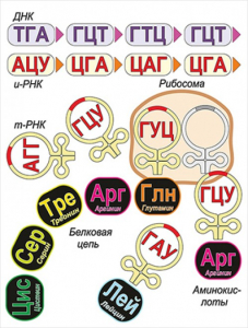 Модель-аппликация Биосинтез белка - fgospostavki.ru - Балахна
