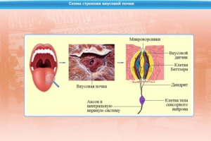 Интерактивные курсы. Биология 10 класс. Базовый. - fgospostavki.ru - Балахна