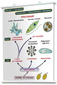 Плакаты по биологии для оформления кабинета. - fgospostavki.ru - Балахна