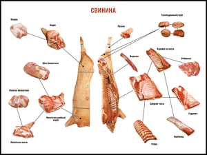 Таблица "Правила разделки мясных туш. Свинина" (100х140 сантиметров. винил) - fgospostavki.ru - Балахна