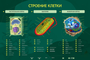 Электрифицированный стенд "Строение клетки" с маркерными полями - fgospostavki.ru - Балахна