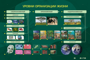 Электрифицированный стенд "Уровни организации жизни" - fgospostavki.ru - Балахна