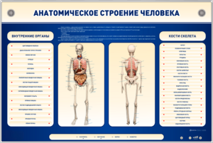 Электрифицированный стенд-тренажер c макетом скелета "Анатомическое строение человека" - fgospostavki.ru - Балахна