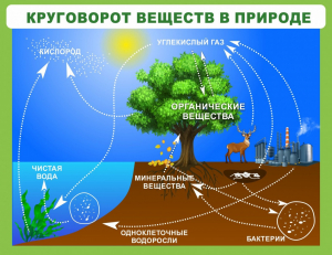 Стенд "Круговорот веществ" - fgospostavki.ru - Балахна