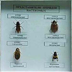 Коллекция энтомологическая "Представители отряда насекомых" - fgospostavki.ru - Балахна