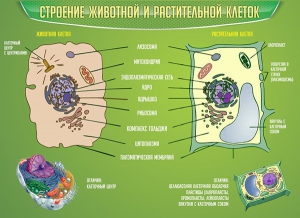 Стенд "Строение животной и растительной клеток" - fgospostavki.ru - Балахна
