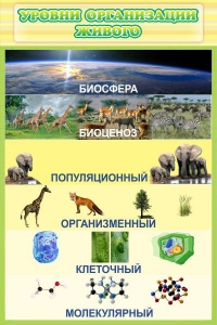 Стенд "Уровни организации живого" - fgospostavki.ru - Балахна