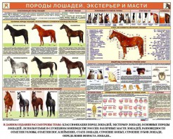 Комплект плакатов "Служебное коневодство" - fgospostavki.ru - Балахна