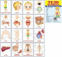 Раздаточные карточки "Тело человека" - fgospostavki.ru - Балахна