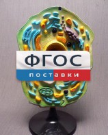 Модель "Клетка растения" - fgospostavki.ru - Балахна