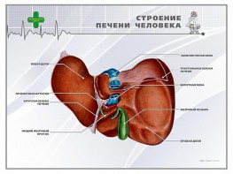 Стенд "Строение печени человека" - fgospostavki.ru - Балахна