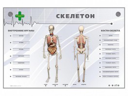 Электрифицированный стенд-тренажер "Скелетон" - fgospostavki.ru - Балахна