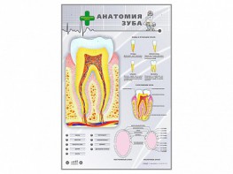 Электрифицированный стенд "Анатомия зуба" - fgospostavki.ru - Балахна