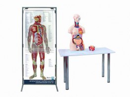 Интерактивный учебный комплекс "Анатомический атлас 3D" - fgospostavki.ru - Балахна