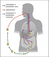Модель-аппликация Цикл развития аскариды - fgospostavki.ru - Балахна