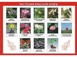 Таблица демонстрационная "Растения Красной книги" (винил 100*140) - fgospostavki.ru - Балахна