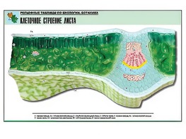 Рельефная таблица "Клеточное строение листа" (формат А1, матовое ламинирование) - fgospostavki.ru - Балахна