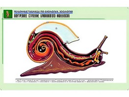 Рельефная таблица "Внутреннее строение брюхоногого моллюска" (формат А1, матовое ламинирование) - fgospostavki.ru - Балахна